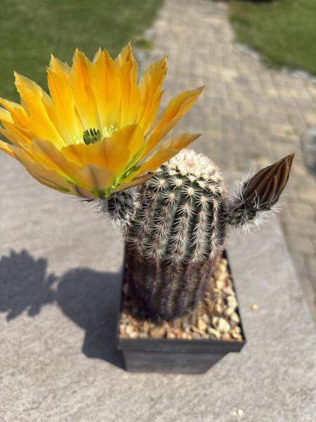 Echinocereus ctenoides